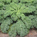 Kale Casserole