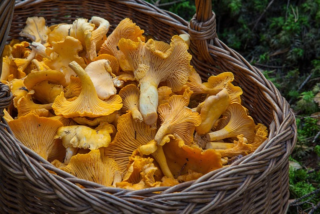 chanterelles mushrooms
