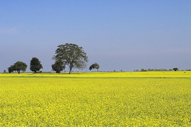 german mustard field